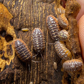 Armadillidium Klugii Montenegro